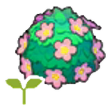 Adorable hedge sapling