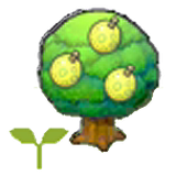 Aspear tree sapling
