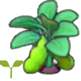 Bean sprout