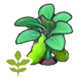 Blooming bean plant