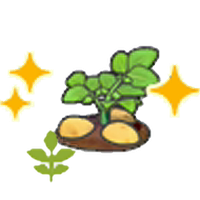 Blooming potato plant (Grow)