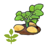 Blooming potato plant