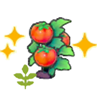 Blooming Tomato plant (Grow)