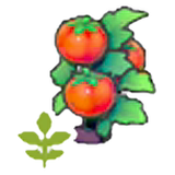 Blooming Tomato plant