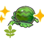 Blooming watermelon plant (Grow)
