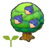 Chesto tree sapling