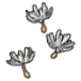 Cotton spores (outdoor)