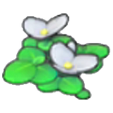 Flowering Duckweed