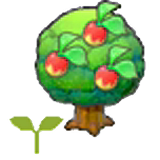 Leppa tree sapling