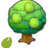 Lum seeds