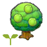 Lum tree sapling