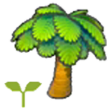 Palm tree sapling