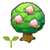 Pecha tree sapling