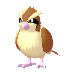 Pidgey