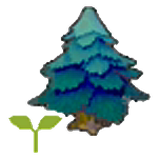 Pointy tree sapling