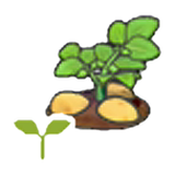 Potato sprout