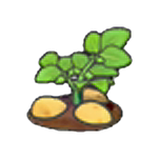 Ripe potato plant