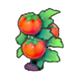 Ripe Tomato plant