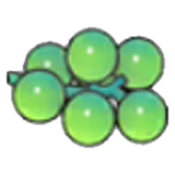 Sea grapes