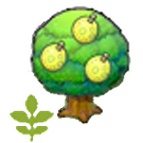 Small Aspear tree