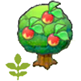 Small Leppa tree