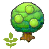 Small Lum tree