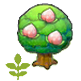 Small Pecha tree