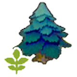 Small pointy tree