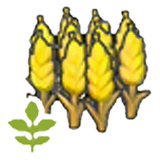 Small wheat plant