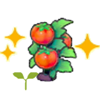 Tomato sprout (Grow)