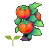 Tomato sprout