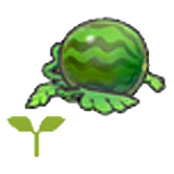 Watermelon sprout