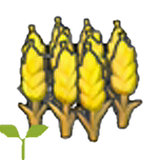 Wheat sprout